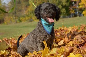 22554838_845936968909384_6128369781542303434_n