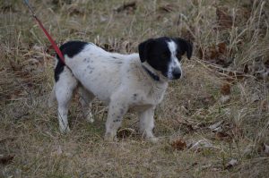 26992156_898534010316346_2551315643308499329_n