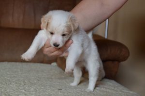 27545050_904633883039692_4746159854690991460_n