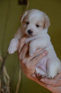 27545290_904633626373051_5034702884734077135_n