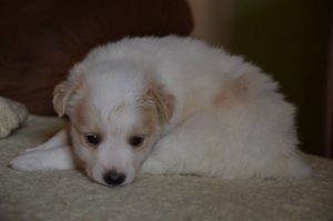 27858424_904633203039760_7202746512045236448_n