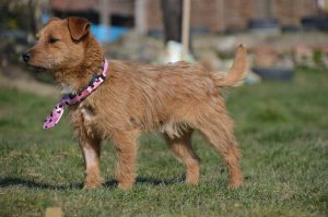 29498135_932224523613961_8374413077391097424_n