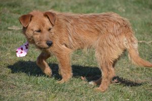 29511057_932224256947321_6225122731312656645_n