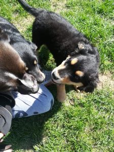 30265170_940901129412967_6216316702502682624_n