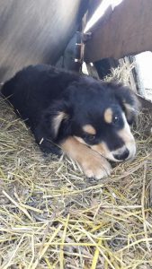 30414638_941103929392687_5766927836166225920_n