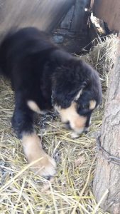 30571935_941103942726019_6602557729837940736_n