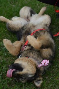 30594183_942539082582505_5513002051002433536_n