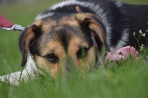 30594850_942534949249585_6491936015291252736_n