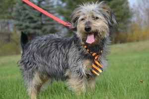 30623910_942533452583068_7856076336408821760_n