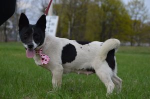 30624604_942541719248908_4716742653654335488_n