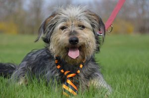 30629015_942533342583079_62182261633581056_n