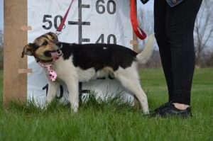 30629617_942535165916230_6803979111766163456_n