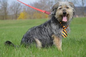 30629759_942533415916405_1877535740741550080_n