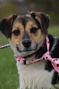 30652581_942534915916255_3132829203892797440_n