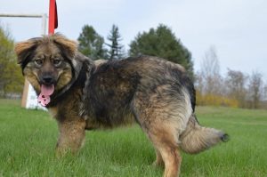 30657158_942538812582532_7166869595913977856_n