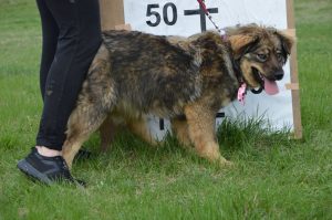 30688464_942538549249225_6753977987269394432_n