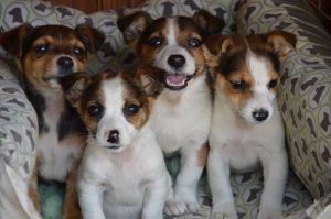 30703733_945679722268441_4526136815421227008_n