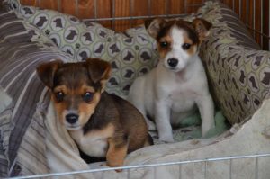 30712343_945679492268464_8102750885337104384_n