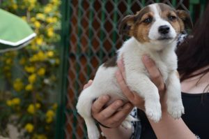 30712947_945679348935145_8005028606847746048_n