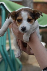 30715556_945679292268484_8794985831178698752_n