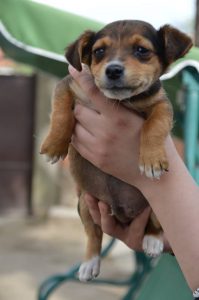 30728228_945679438935136_6301730691348430848_n