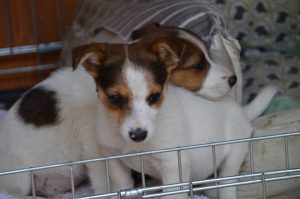 30739719_945679378935142_4612912562302877696_n