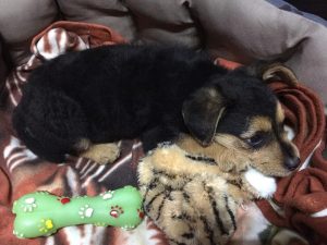 30762921_947367628766317_6705411897245564928_n