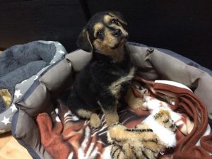 31124684_947367562099657_8337333344685522944_n