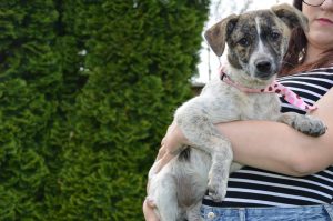 31206655_949579455211801_2249473053807345664_n