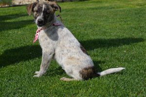 31271284_949579798545100_4436178703931670528_n