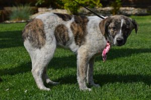 31277551_949579548545125_7649127249966268416_n