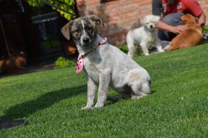 31283783_949579831878430_6873792954759118848_n