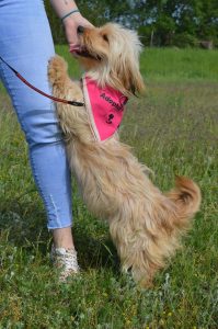 31706393_953448994824847_4418577296592470016_n