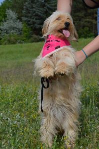 31773160_953449228158157_3940818075321892864_n