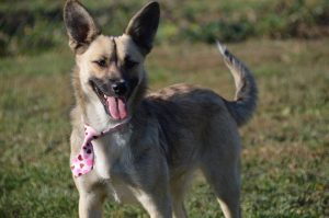 43185898_1080863052083440_9141900952540807168_n