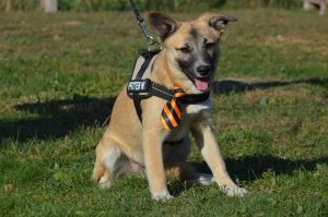 43204121_1080861265416952_1418832305815814144_n