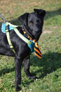 43215767_1080859042083841_1998042850800959488_n