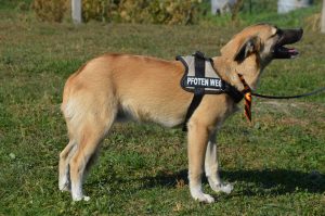 43220078_1080861215416957_4907891032156274688_n