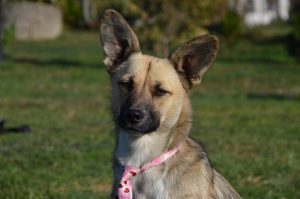 43231370_1080862595416819_8775317367749083136_n