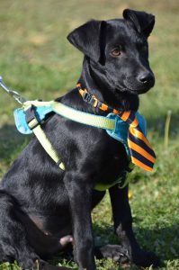 43232239_1080859242083821_2579895359018893312_n