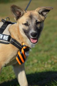 43239917_1080861352083610_6388547785880240128_n