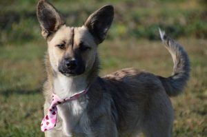 43249594_1080862898750122_124262973060415488_n