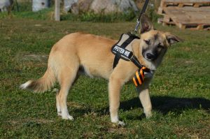 43263188_1080861398750272_5379783826316722176_n