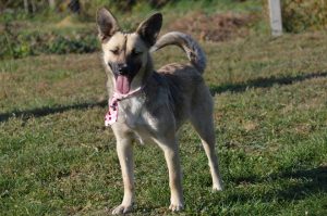 43318859_1080863158750096_7860281272600363008_n