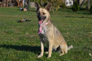 43384924_1080862575416821_3893490640981327872_n