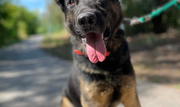 Buddy