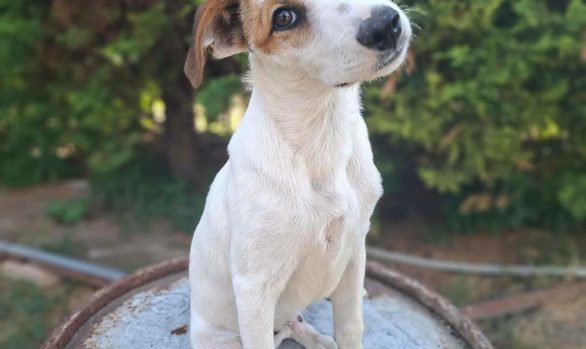 Bambino